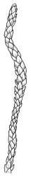 Straminergon stramineum, habit. Drawn from J.K. Bartlett 18414b, WELT M007487, and S. Halloy B-719, CHR 438044.
 Image: R.C. Wagstaff © Landcare Research 2014 